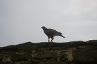 thn_IMGP1850.jpg