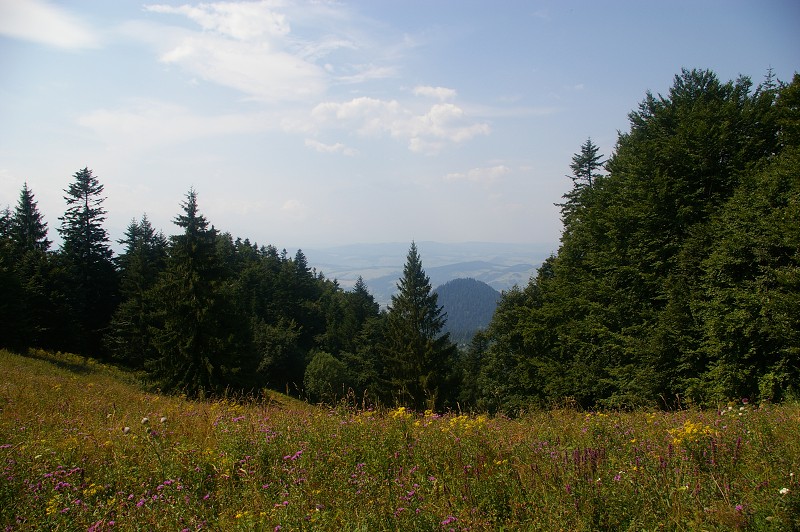IMGP1919.jpg
